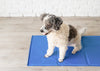 Pet Products