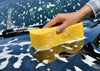 Sponges