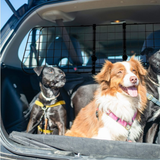 Simply Auto Mesh Dog Guard